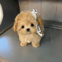 سگ تو جیبی|سگ|شیراز, آبیاری|دیوار