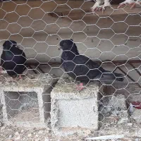 مغاوضه سیاه بوشهری با مرغ