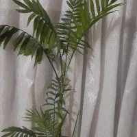 شامادورا