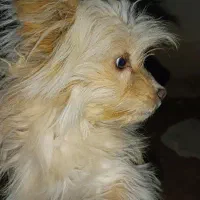 سگ پاکوتاه با تربیت قیمت توافقی