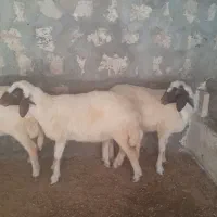 شک داشتی