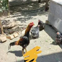 مرغ وخروس لاری اصل|حیوانات مزرعه|بوئین و میاندشت, |دیوار