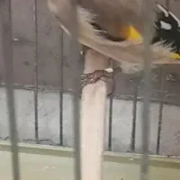 سهره باغی|پرنده|کوهدشت, |دیوار