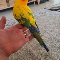 طوطی خورشیدی