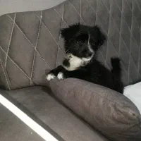 توله پاکوتاه نر