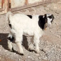 بز میش بره کهره قیمت هر2باهم 7میلیون مقطوع