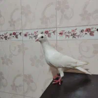 کبوتر آغ دورح نر