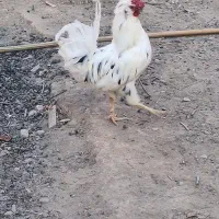 مرغ خروس گلین|پرنده|کرج, شهرک نهال و بذر|دیوار