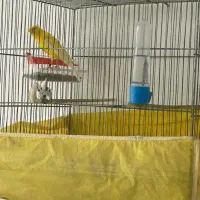 فروش قناری گلستر|پرنده|سنگر, |دیوار