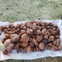 دنبلان|خوردنی و آشامیدنی|ارس, |دیوار