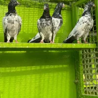 تیدی|پرنده|بندرعباس, |دیوار