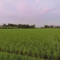 زمین-شالیزار