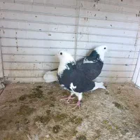 کبوتر پرشی ناب|پرنده|کاشان, امیرکبیر|دیوار