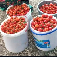 گوجه ریز کبابی