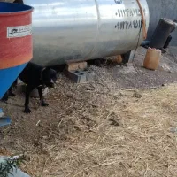 سگ،نژاد|سگ|تاکستان, |دیوار