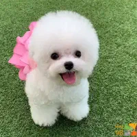 بیرون بردن پِت داوطلبانه