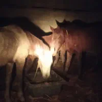 اسب|اسب و تجهیزات اسب‌سواری|گنبد کاووس, |دیوار