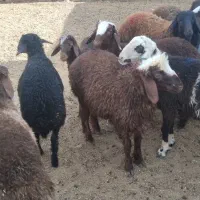 بره نر|حیوانات مزرعه|رضویه, |دیوار