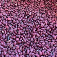 لوبیا قرمز یاقوتی