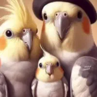 گمشده عروس هلندی