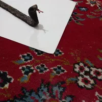 تسبیح ماری
