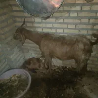 بز و بیگ نژدی