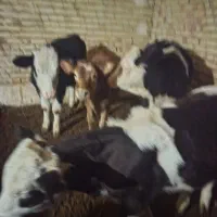 گوسالهای سمینتال ماده|حیوانات مزرعه|کرانی, |دیوار