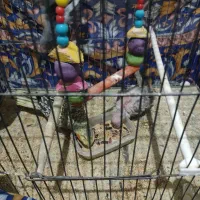 جفت عروس هلندی با جوجه