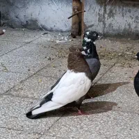 کبوتر رنگی|پرنده|بندر امام خمینی, |دیوار