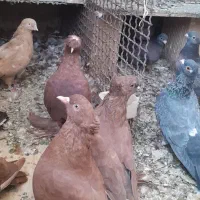 کبوترراعبی موشی|پرنده|پاکدشت, پارچین|دیوار