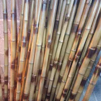 خیزران (بامبو)|گل و گیاه طبیعی|فومن, |دیوار