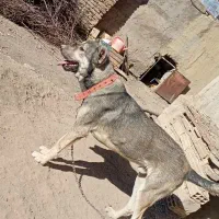 سگ سرابی|سگ|تبریز, |دیوار