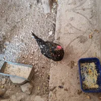 تخم نطفه دار گلین|حیوانات مزرعه|کرج, کیانمهر|دیوار