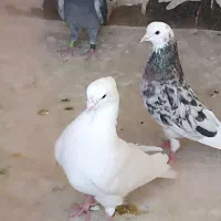 کبوتر کفتر پرسی