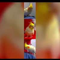 عروس هلندی سالم