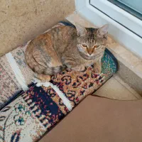 گربه شش ماهه بسیار زیبا|گربه|فردیس, منظریه|دیوار