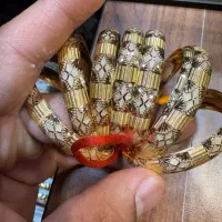 النگو طلا بدونه واسطه قیمت کارگاهی|جواهرات|شهرکرد, |دیوار