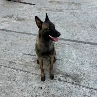 مالینوز رنگ تیره بادرایو بالا فول آموزش|سگ|محمدشهر, محمدشهر|دیوار