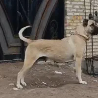 سرابی ماده 11ماهه