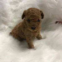 پودل ۲ ماهه|سگ|محمدشهر, محمدشهر|دیوار