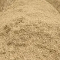 کاه سفید جو پاک پاک امسال