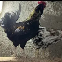 8 عدد خروس گلین جوان و چهل تاج رنگی