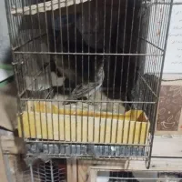 سه تا سهره|پرنده|مشگین شهر, |دیوار