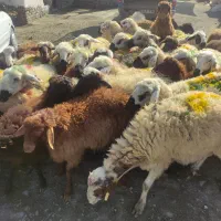 فروش گوسفندزنده ورفع بلا  وفروش گوساله  کشتاری