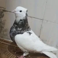 طوقی نر