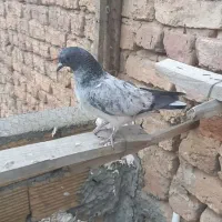 یک عددجوجه کفتر کلاغی