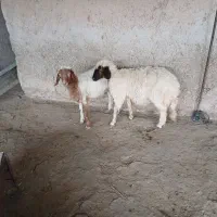 بره‌سبک