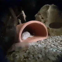 لجنخوار پزه بوته ای|ماهی|تهران, ورزشگاه آزادی|دیوار