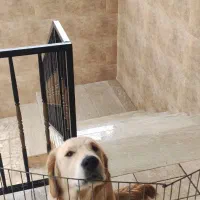 سگ نژاد گلدن|سگ|بابل, |دیوار