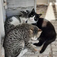 2 عدد گربه نر جهت واگذاری.